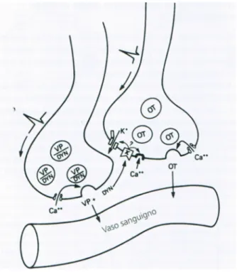 Figura 2 Modello che illustra l'inibizione paracrina della secrezione di ossitocina (OT) rilasciata insieme alla vasopressina (VP)  ad opera della dinorfina (DYN) 