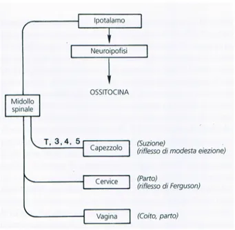 Figura 4 Schematica rappresentazione delle vie neuronali riflesse per il rilascio di ossitocina ad opera del sistema ipotalamo- ipotalamo-neuroipofisario 