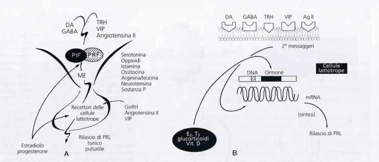 Figura 7 Rappresentazione schematica della regolazione neuroendocrina della funzione delle cellule lattotrope e della secrezione  di PRL 