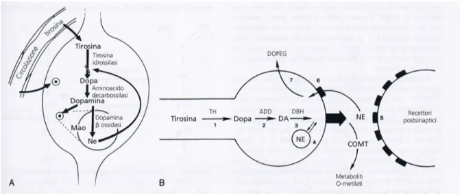 Figura 8 Illustrazione della biosintesi della dopamina (DA) e della norepinefrina (NE) 
