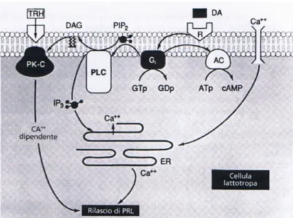 Figura 10 Illustrazione schematica del meccanismo di azione inibitorio della dopamina (DA) e di quello stimolatorio dell'ormone  rilasciante la tireotropina (TRH) sul rilascio di prolattina (PRL) da parte delle cellule lattotrope 