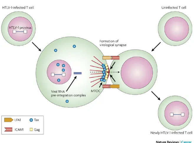 Figure 3: This figure illustrates the cell–cell contact required to create a virological  synapse through which the viral genome is transmitted from one cell to another