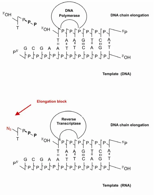 Figure 5: Mechanism of action of nucleoside and nucleotide analogues on reverse  transcriptase