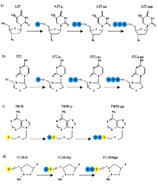 Figure 6: Mechanism of phosphorylation of nucleoside and nucleotide analogues: a)  Zidovudine (AZT); b) Lamivudine (3TC); c) Tenofovir (PMPA); d) PCOAN