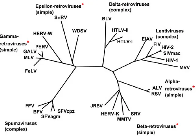 Figure 1. Phylogeny of Retroviruses: genera that include endogenous genomes are marked  with an asterisk (from Weiss R.A., 2006).
