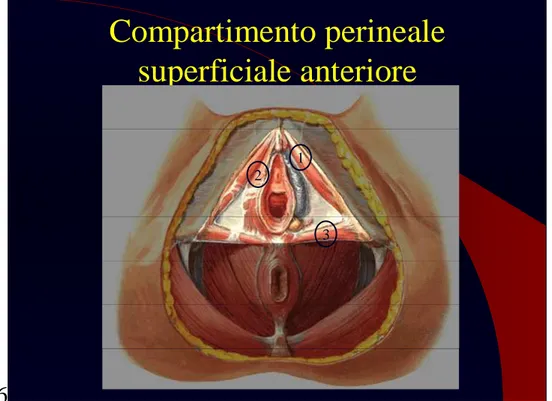 fig. 6 Compartimento perinealesuperficiale anteriore213 fig. 7  Compartimento perinealePROFONDO ANTERIORE