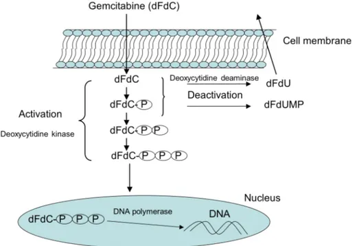 Figure 2. Metabolic pathway of gemcitabine 