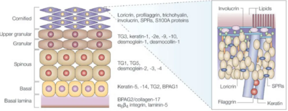 Figura  1.  Il  differenziamento  epidermico.  L’epidermide  comprende  quattro  strati: 