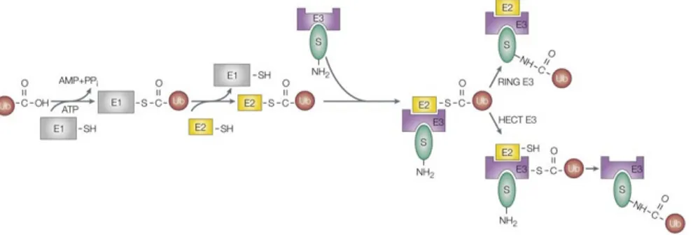 Figura  6.  L’ubiquitilazione  è  un  processo  a  più  tappe.  L’enzima  di  attivazione  dell’ubiquitina  (E1)  forma  un  legame  tioestere  con  la  glicina  carbossi-terminale  dell’ubiquitina  in  maniera  ATP-dipendente;  l’enzima  di  coniugazione 
