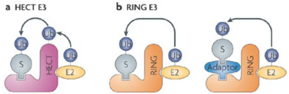 Figura  7.  Le  E3  ubiquitina  ligasi.  (a)  Le  HECT  ligasi  catalizzano  il  trasferimento  dell’ubiquitina  attivata  dall’enzima  E2  alla  proteina  target,  formando  un  legame  con  l’ubiquitina