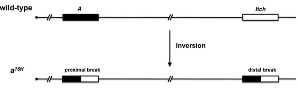 Figura  8.  La  mutazione  18H  (a 18H )  è  generata  da  un’inversione  cromosomica