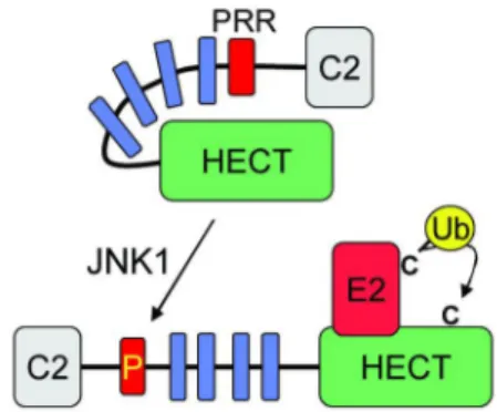 Figura  14.  Attivazione  fosforilazione-dipendente  di  Itch.  Itch  adotta  una  conformazione chiusa inattiva dovuta a interazioni intramolecolari tra la regione WW-PRR e  il  dominio  HECT