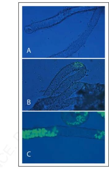 Figure  1.  Kit-EGFP  expression  in  neonatal  and  prepuberal  testis  tubules. 