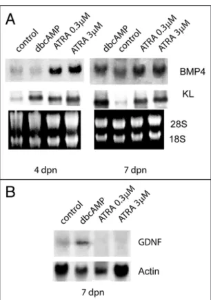 Figure  6.  ATRA  regulates  in  Sertoli  cells  the  expression  of  specific  growth  factors required for germ cells differentiation
