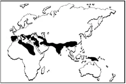 Figura 1. Rappresentazione schematica delle aree di maggior diffusione delle talassemie nel mondo