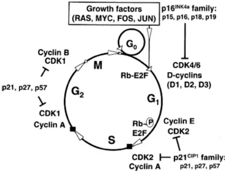 Figura 4. La regolazione del ciclo cellulare. Per la progressione controllata nelle varie fasi del  ciclo cellulare è richiesta un’associazione  coordinata fra  le specifiche cicline e le chinasi ciclina  dipendenti: il complesso ciclina D-CDK4/6 agisce ne