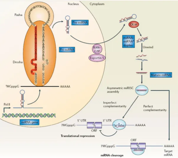 Figura 5. La biogenesi dei microRNA.  