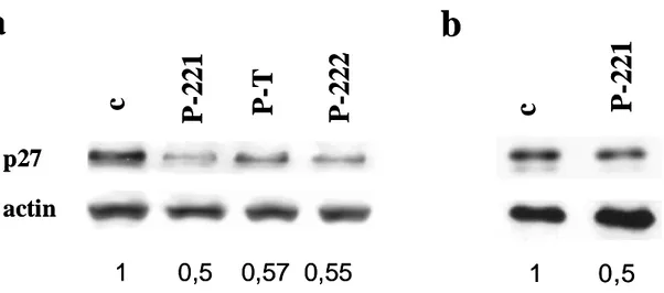 Figura  5.  Analisi  per  Western  blot  dell’espressione  di  p27  su  estratti  proteici  delle cellule a) LNCaP trasfettate con p-221, p-T e p-222 e b) 22Rv1 con p-221