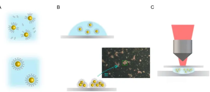 Figure  S1:  Scheme  of  the  experimental  protocol  employed  to  synthesize  the  4MBA-AuNPs  nanosensor and to perform the SERS measurements