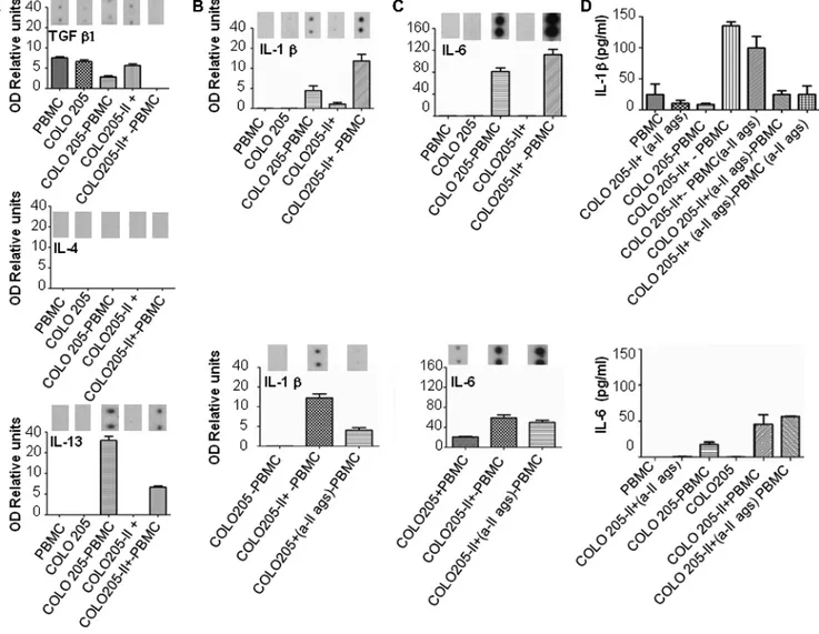 Figure 5. HLA class II antigen expression on CRC cells regulated IL-1 β production in the cell cultures composed of COLO205 cells and PBMCs