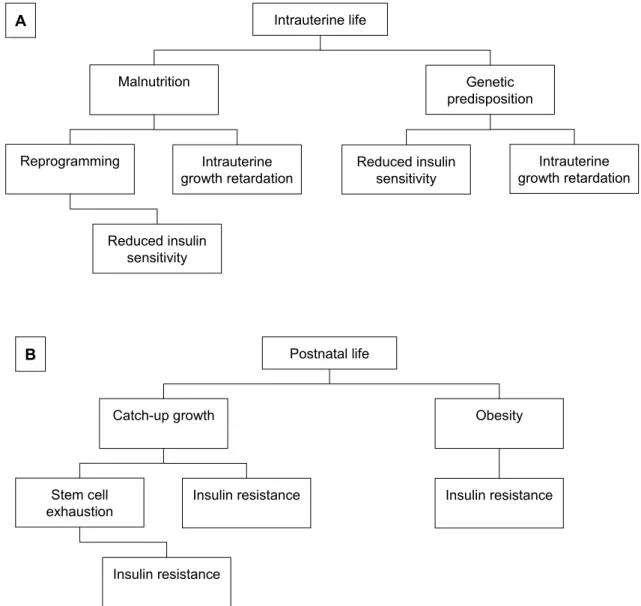 Figure 1. A summary of the mechanisms proposed to explain the association between intrauterine malnutrition and  metabolic disturbances