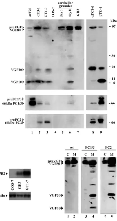 Fig. 1 VGF peptide profile vs. PC1/3 and PC2 convertases in different cell types.