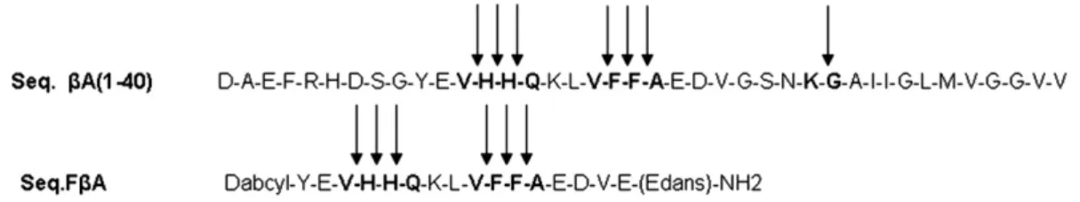Fig. 1. Amino acid sequences of Aβ(1–40) (above) and FβA (below) are compared. Arrows indicate the cleavage sites by IDE.