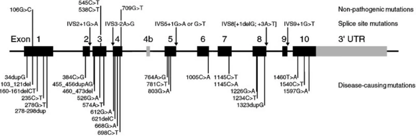 FIGURE 2. Summary of mutations and polymorphisms in ALDH5A1. Splice site mutations and nondeleterious mutations are shown above the diagram of the intron/exon structure and disease-causing mutations are indicated below, all in terms of cDNA sequence.