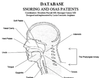 Fig. 1. Sagittal section of the head and neck: start-up form of the DB.