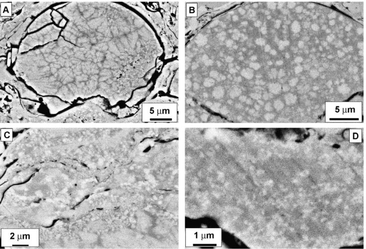 Fig. 2. Detailed cross-sectional SEM micrographs of coatings. (A and B) Detail of unmelted particles in Co800 (A) and Ni700 (B) coatings, showing large micron-sized grains