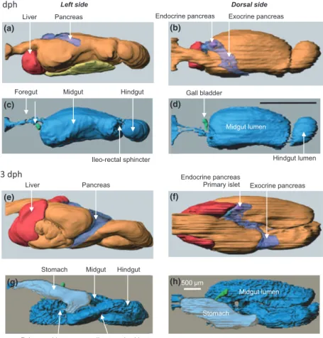 Figure 1 Three-dimensional model of the digestive tract with associated organs in Atlantic cod, an altricial fish that does not possess a stomach at first feeding