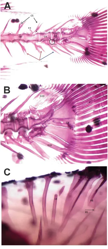 Figure 1. Example of skeletal anomalies in gilthead seabream.