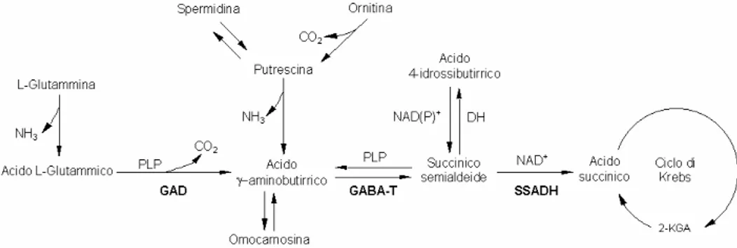 Fig.  6  Alcune  delle  reazioni  del  metabolismo  del  GABA:  biosintesi  e  catabolismo