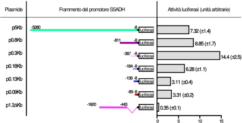 Fig. 12  Attività luciferasica dei  costrutti  SSADH. Schemi e nomi dei costrutti che sono stati  transientemente cotrasfettati con il plasmide che esprime la β-galattosidasi in HEK293