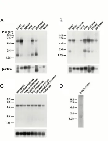 Fig. 14  Analisi di Northern blot dell’RNA poli(A) + proveniente da  tessuti di ratto e umani