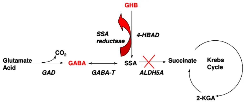 Fig. 15  Alterazione della via di degradazione che determina l’accumulo di GABA e GHB