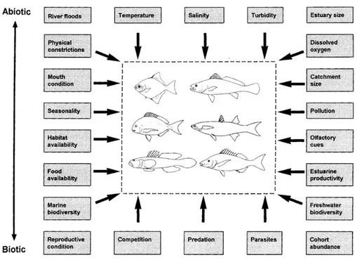 Figure 1.1.  Environmental factors influencing fish occurrence and distribution in southern  African estuaries (by Whitfield, 1999)