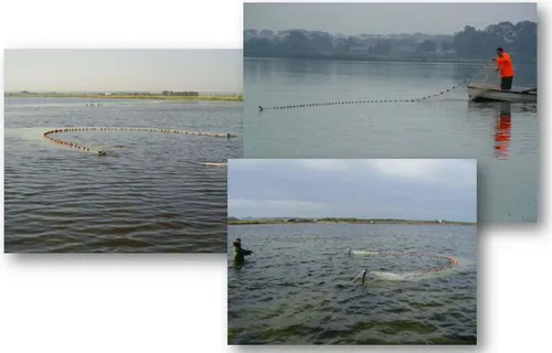 Figure 2.5. Sampling of fish fauna in the lagoons of Lesina and Fogliano using manual beach  seine