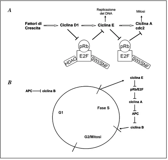 Figura 1.  A) Ruolo potenziale svolto dai complessi di rimodellamento della cromatina nella  regolazione della progressione nelle diverse fasi del ciclo cellulare