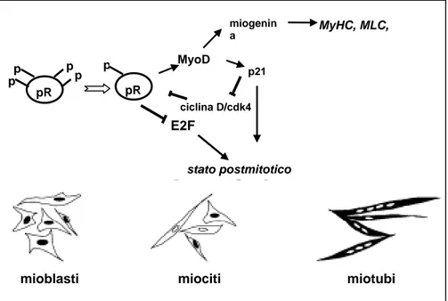 Figura 2. pRb controlla l’ingresso nelle fasi finali del programma differenziativo  muscolare, promuovendo sia l’uscita definitiva dal ciclo cellulare sia l’espressione delle  proteine muscolari (Novitch et al., 1999) 