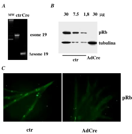 Figura 4. Delezione di Rb nei miotubi terminalmente differenziati. (A) PCR su DNA  estratto da miotubi RbLoxP TD infettati con l’adenovirus virus di controllo (ctr) e con  AdCre