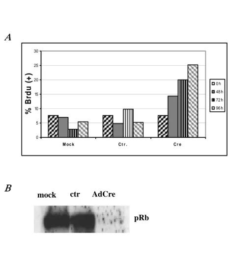 Figura 6. La delezione di Rb in MEF quiescenti induce sintesi di DNA in assenza di  stimoli proliferativi