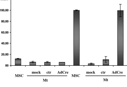 Figura 8. Recupero dell’attività trascrizionale dei fattori E2F in miotubi  ∆ Rb. Attività di  luciferasi misurata in MSC trasfettate stabilmente con un costrutto reporter di controllo  (Basic), o responsivo a E2F (6xE2F) e nei miotubi da esse derivati inf