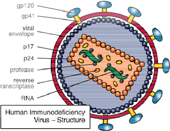 Figure 2. HIV-1 structure. In this figure are represented the viral envelope with its transmembrane  and fusion glycoproteins (gp120 and gp41), the matrix (p17) and the core (p24) proteins, the viral 
