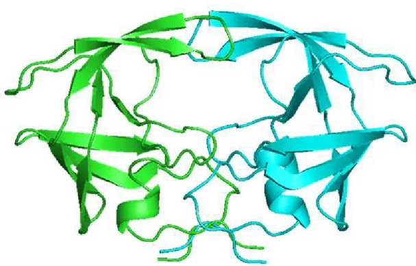 Figure 14.  Tridimensional structure of HIV-1 protease. The two monomers are represented as cartoon and  colored in green and cyan [Artese et al., unpublished data]