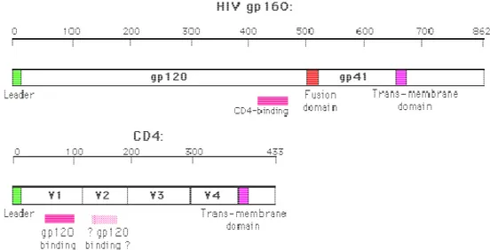 Figure 17.  Linear representations of the HIV-1 Env gp160 glycoprotein and CD4 sequence [112]