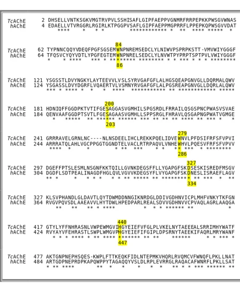 Fig. 3.5 Allineamento delle sequenze della TcAChE e della hAChE. In giallo sono  evidenziati i residui chiave dell’enzima