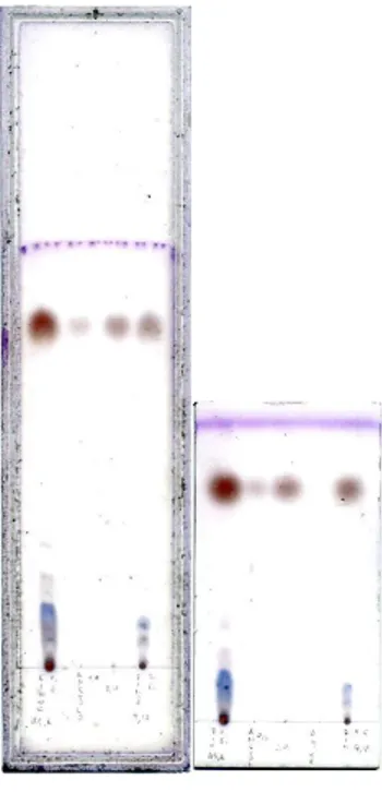 Fig	
  12:	
  cromatografia	
  OPLC	
  (a)	
  e	
  TLC	
  (b)	
  di	
  olio	
  di	
  finocchio	
  (45,6	
  –	
  9,12	
  mg/ml,	
  pozzetto	
  1	
  e	
  4)	
  e	
  soluzioni	
  di	
   anetolo	
  (0,40	
  –	
  2,0	
  mg/ml,	
  pozzetto	
  2	
  e	
  3);	
  5	