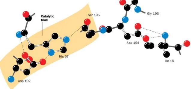 Figura 2.1: triade catalitica stabilizzata da legami ad idrogeno (Voet et al., 2001) 