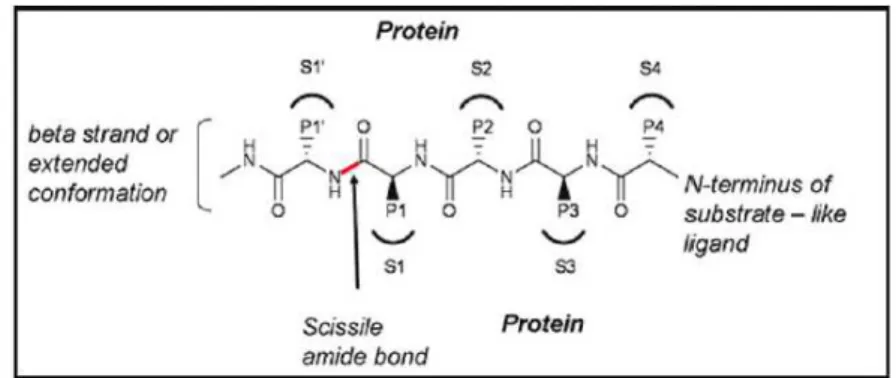 Figura 2.5: nomenclatura delle serina proteasi secondo le convenzioni di Schecther and Berger  (Pinto et al., 2010) 